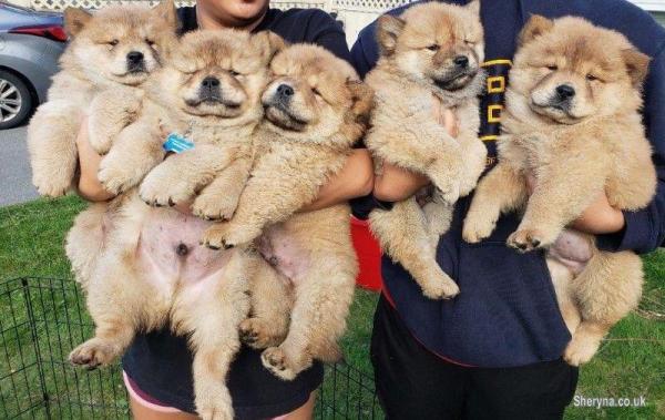 Absolutely KC Reg Chow Chow Puppies for SALE